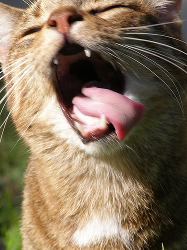 cat