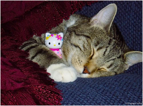 cat