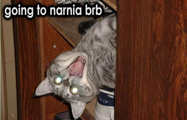cat