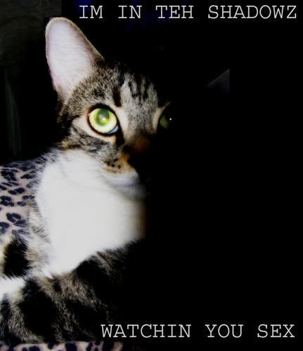cat