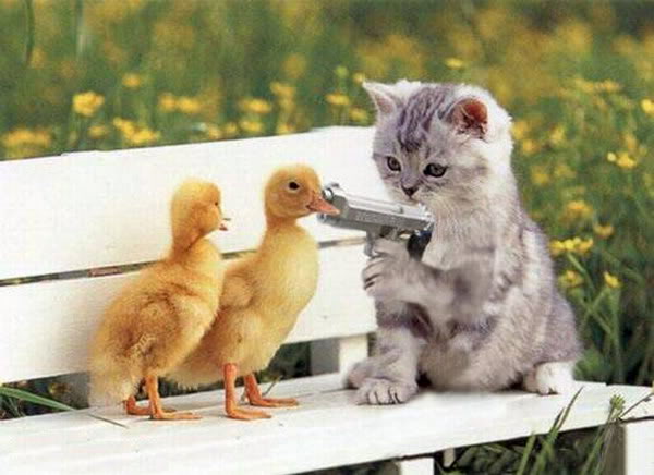cat