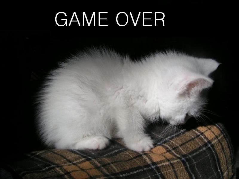 cat