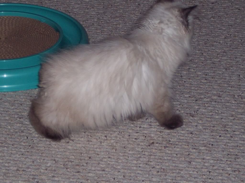 Nugget
