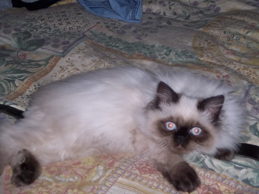 Nugget