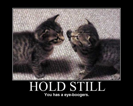 lol cat