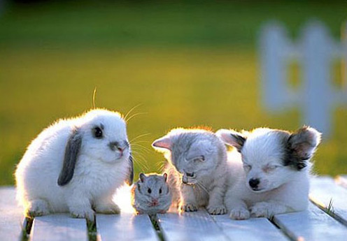 Cute white rabbit, mouse, cat and dog; the rabbit and dog have black ears, they are all posing n front of a green nature background.