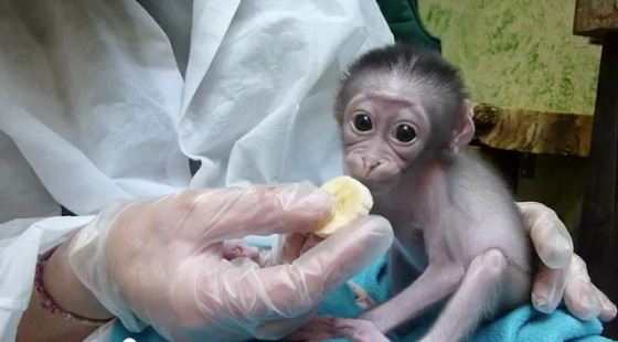 Baby monkey fed by human scientist
