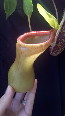 Nepenthes ventricosa