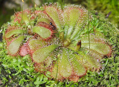 Drosera aliciae and bladderwort