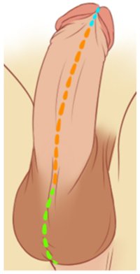 genital splitting diagram