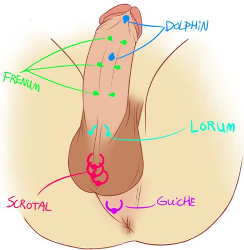 male piercing diagram 2