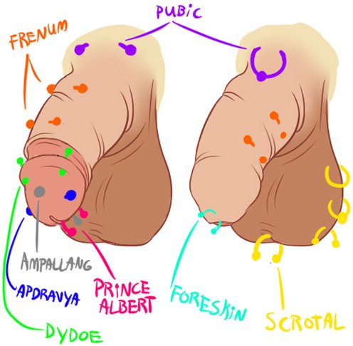 male piercing diagram 1