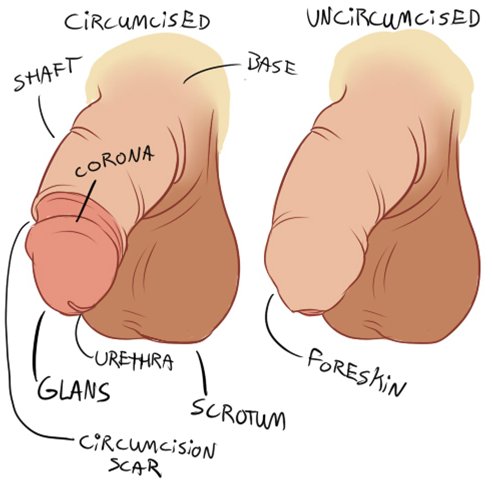 male anatomy