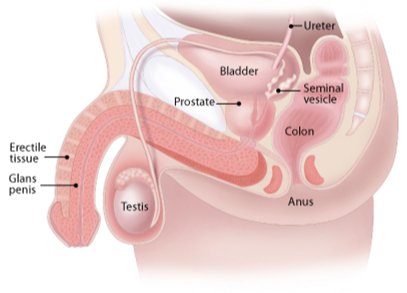 Male Pelvic Anatomy