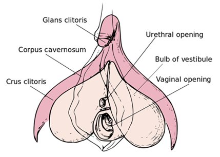 Clitoris
