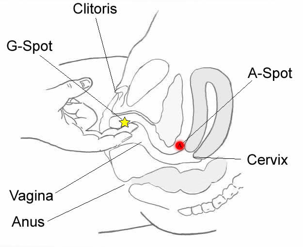 In order to help find the G Spot, insert