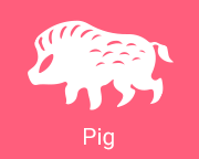 Pig